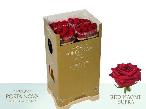 Срезанные цветы оптом Rosa large red naomi! Supra Porta Nova от 50шт. из Голландии с доставкой по России