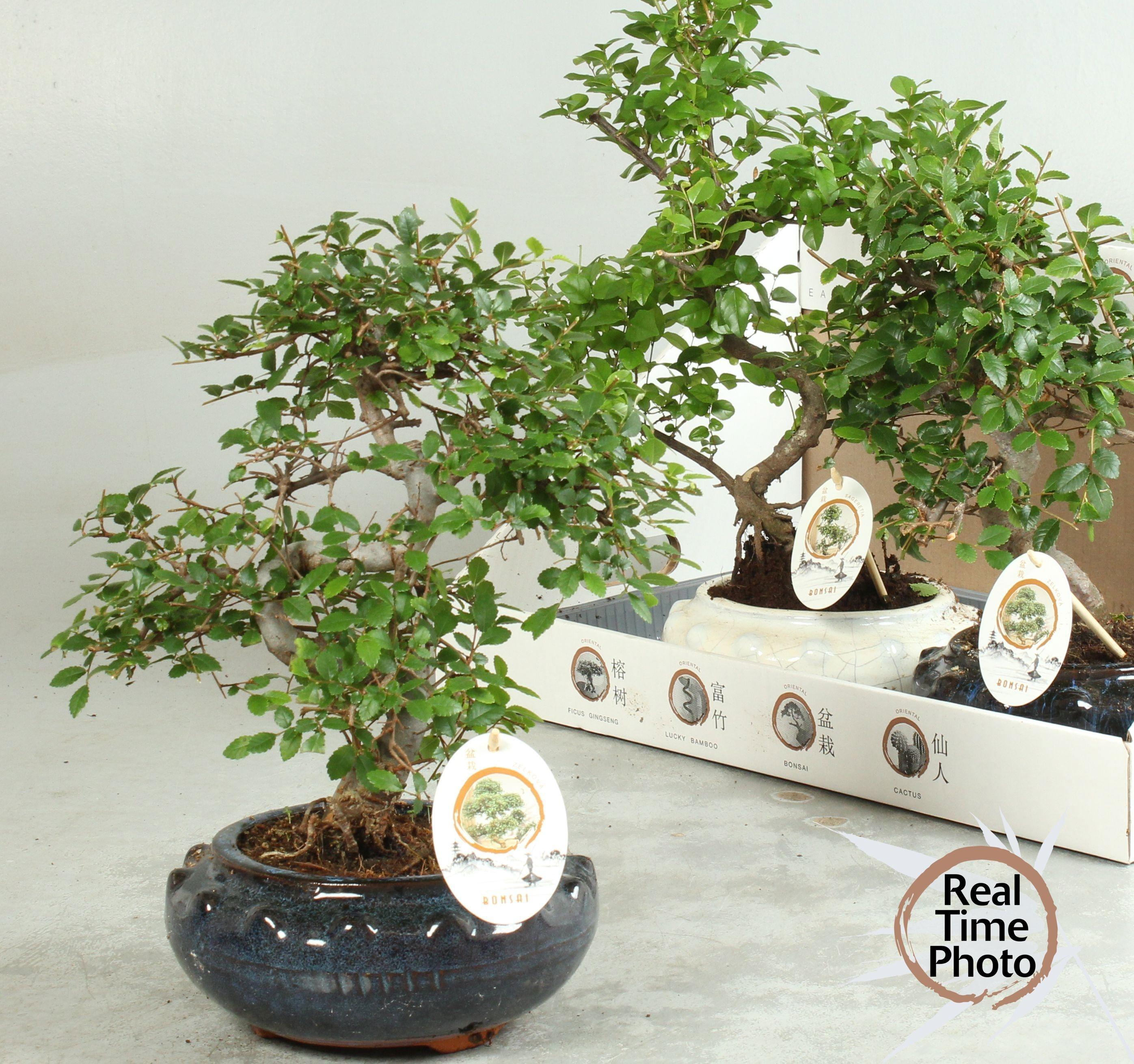 Горшечные цветы и растения оптом Bonsai Gem от 3шт из Голландии с доставкой по России