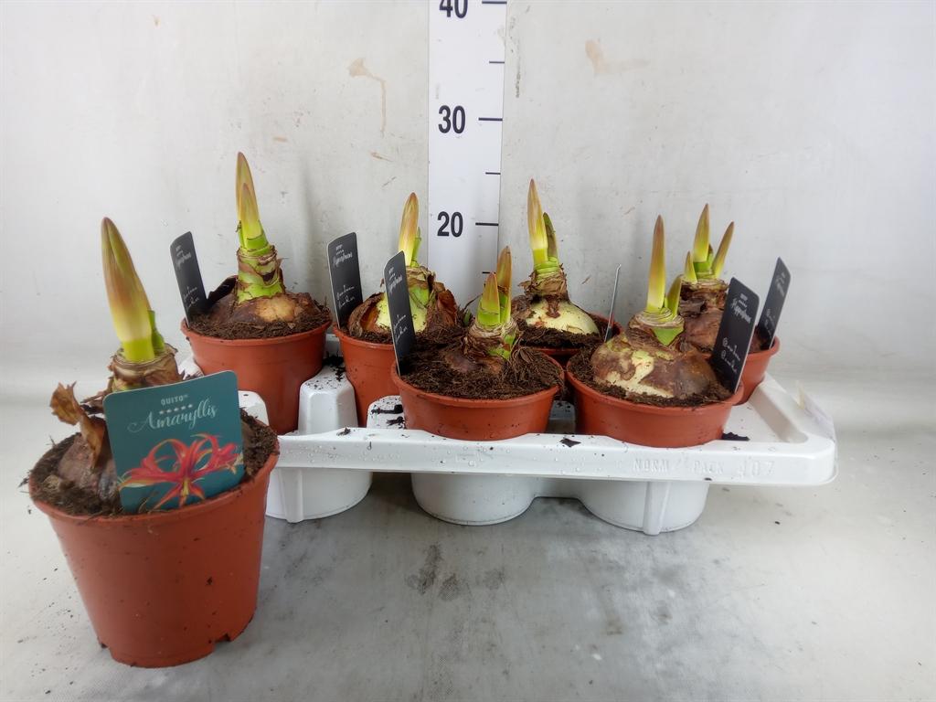 Горшечные цветы и растения оптом Hippeastrum   ... от 7шт из Голландии с доставкой по России