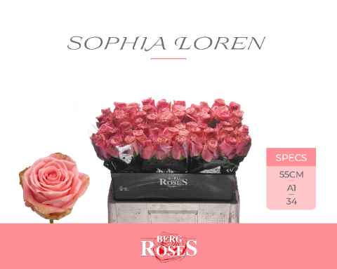 Срезанные цветы оптом Rosa la sophia loren Young от 50шт из Голландии с доставкой по России
