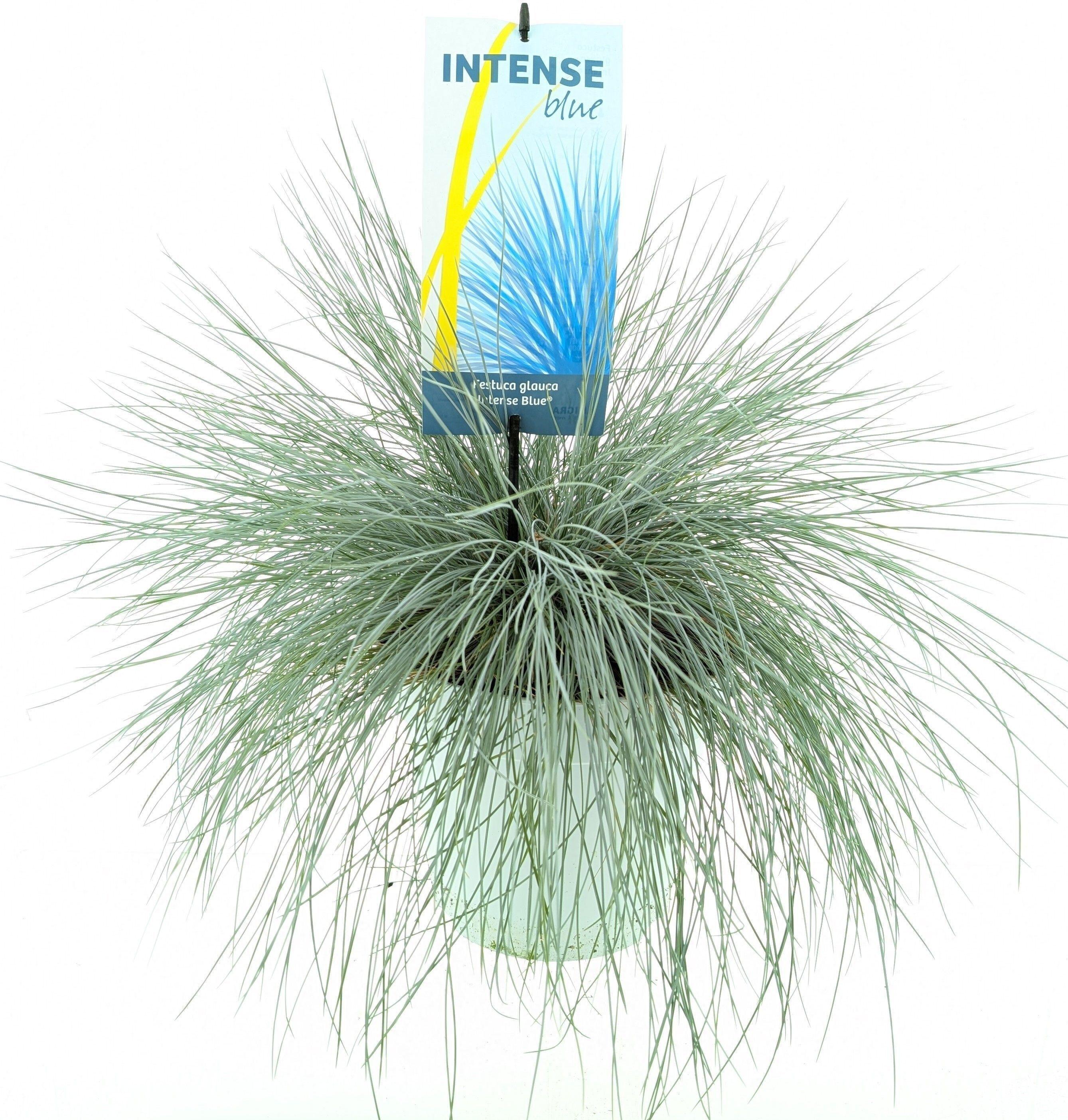 Горшечные цветы и растения оптом Fest Gl Intense Blue от 1шт из Голландии с доставкой по России