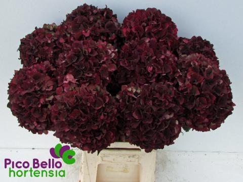 Срезанные цветы оптом Hydrangea mag ruby red classic от 10шт из Голландии с доставкой по России