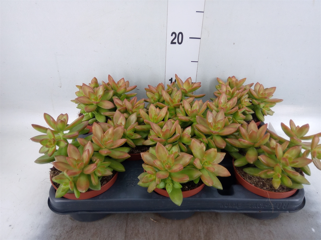 Горшечные цветы и растения оптом Sedum   ... от 8шт из Голландии с доставкой по России
