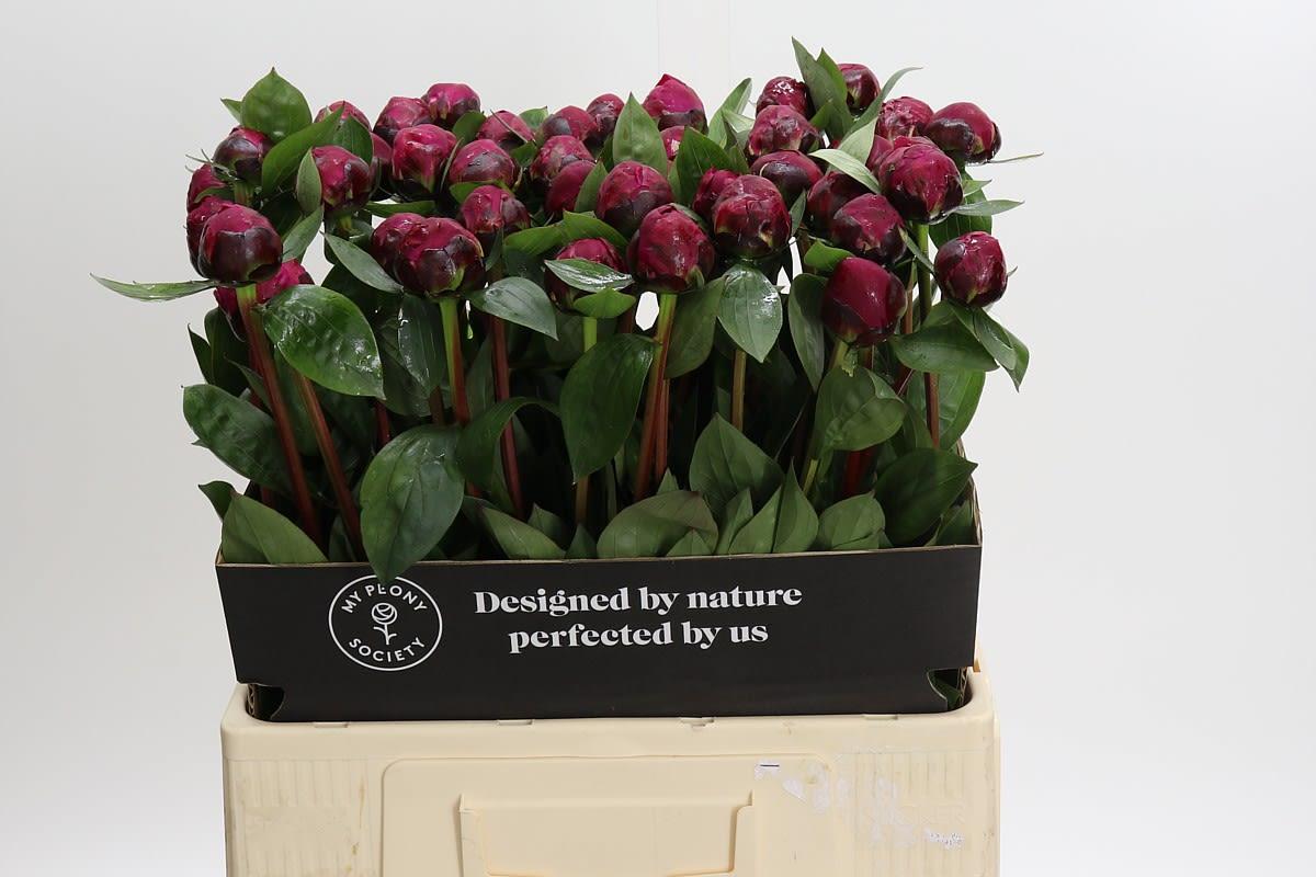 Срезанные цветы оптом Paeonia red sarah bernhardt A от 50шт из Голландии с доставкой по России