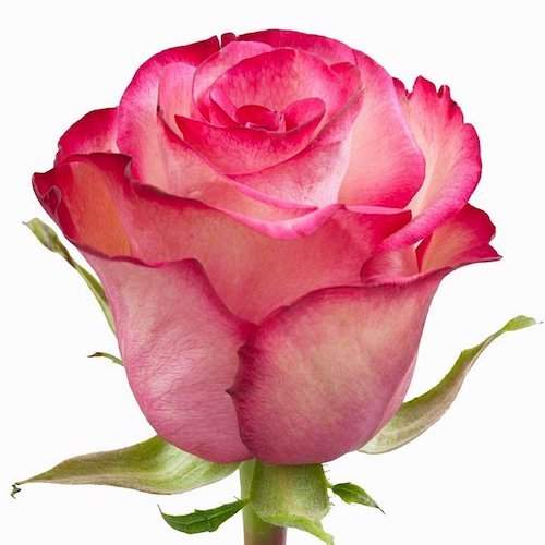 Розы оптом PALOMA из Эквадора с доставкой по России