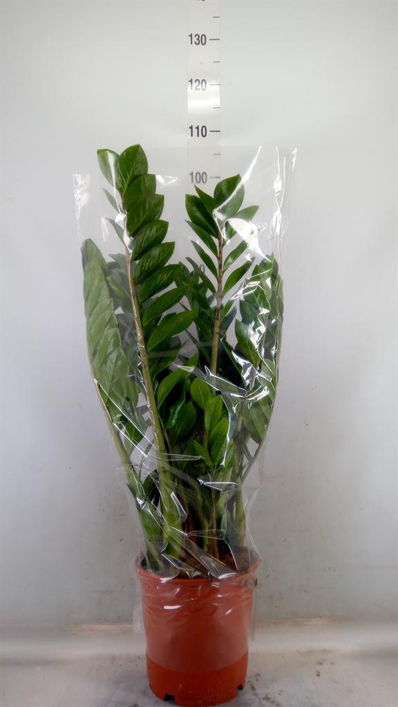 Горшечные цветы и растения оптом Zamioculcas 6+ (decorum) от 1шт из Голландии с доставкой по России