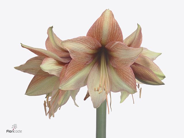 Срезанные цветы оптом Hippeastrum mocca от 12шт из Голландии с доставкой по России