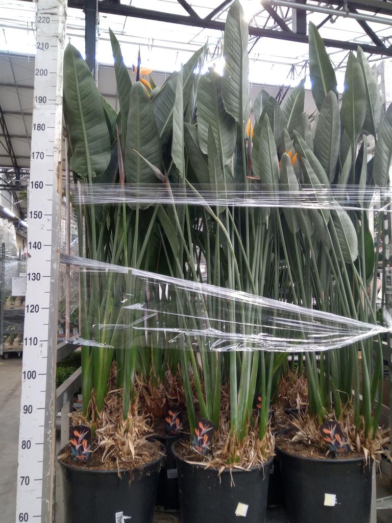 Горшечные цветы и растения оптом Strelitzia Reg. от 1шт из Голландии с доставкой по России