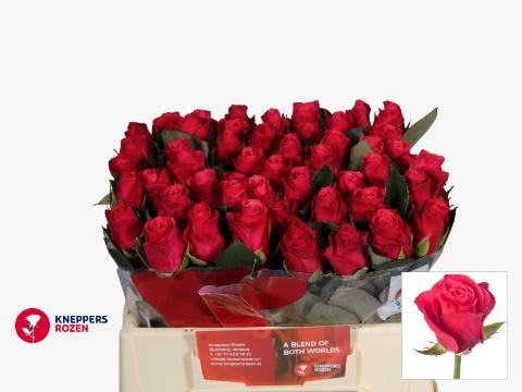 Срезанные цветы оптом Rosa large tacazzi+ от 50шт из Голландии с доставкой по России