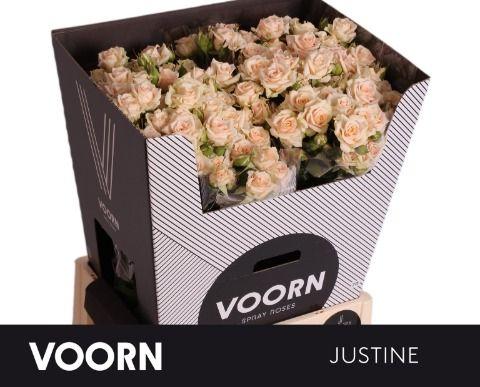 Срезанные цветы оптом Rosa spray justine от 30шт из Голландии с доставкой по России