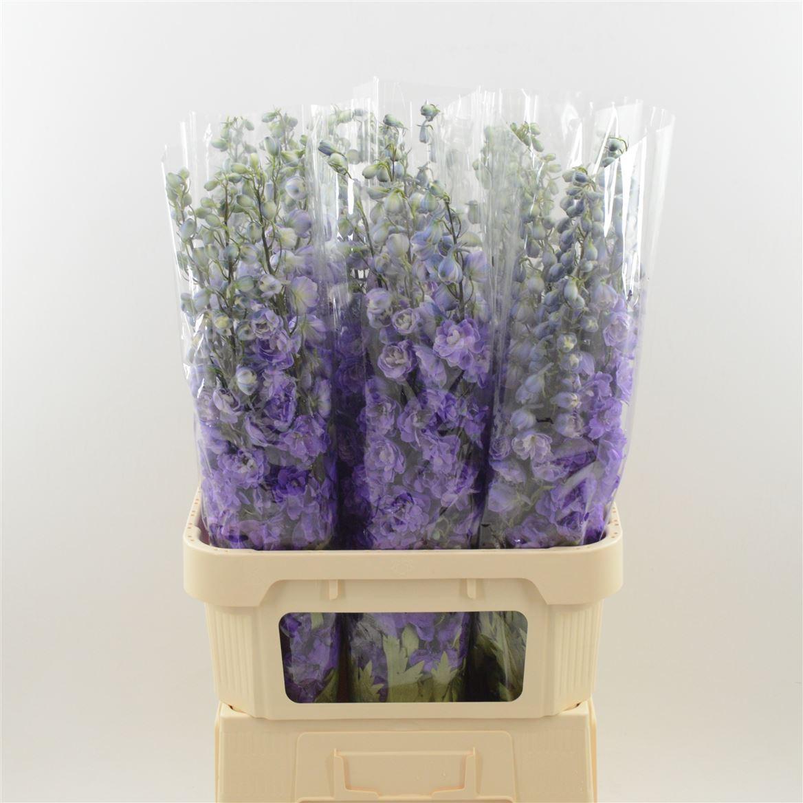 Срезанные цветы оптом Delphinium el dev purple heart от 30шт из Голландии с доставкой по России