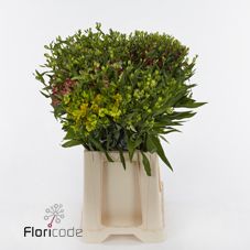 Срезанные цветы оптом Alstroemeria fl mix florinca rich от 60шт из Голландии с доставкой по России