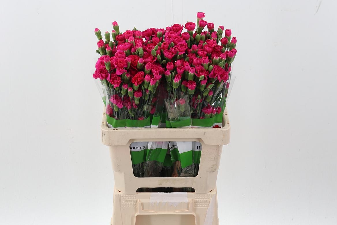 Срезанные цветы оптом Dianthus sp anita от 100шт из Голландии с доставкой по России