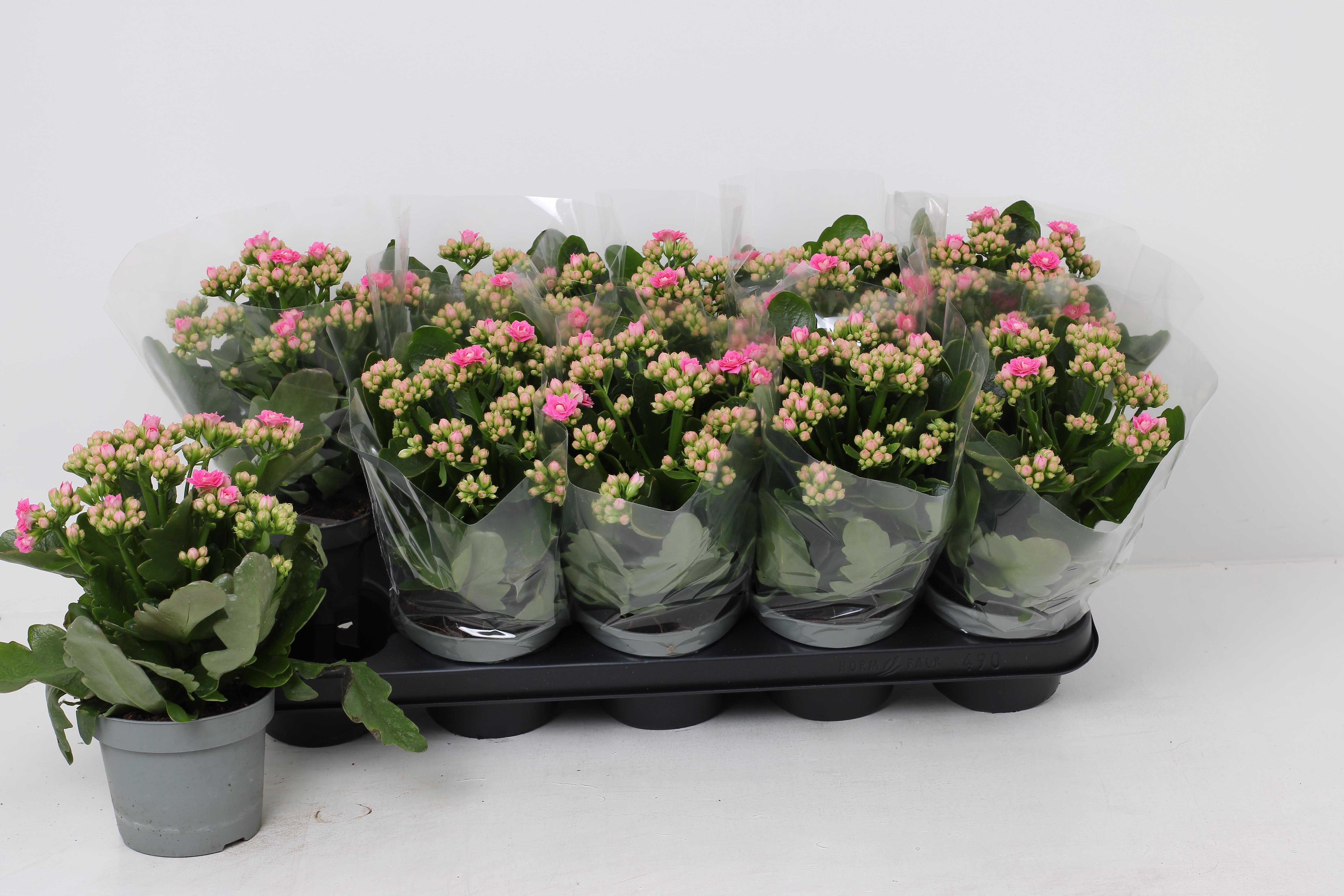 Горшечные цветы и растения оптом Kal Ge African June от 10шт из Голландии с доставкой по России