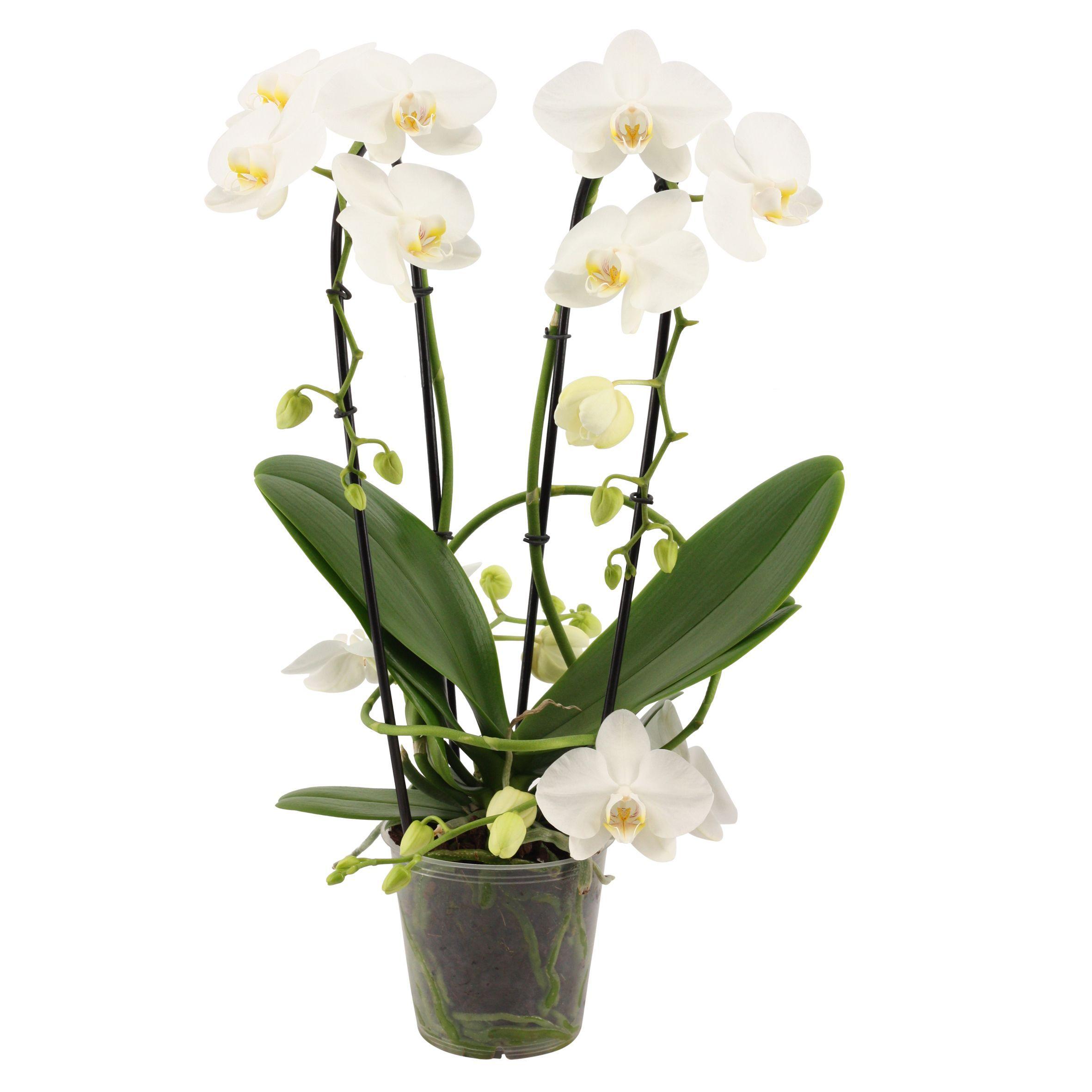 Горшечные цветы и растения оптом Phal Ov Wit от 4шт из Голландии с доставкой по России