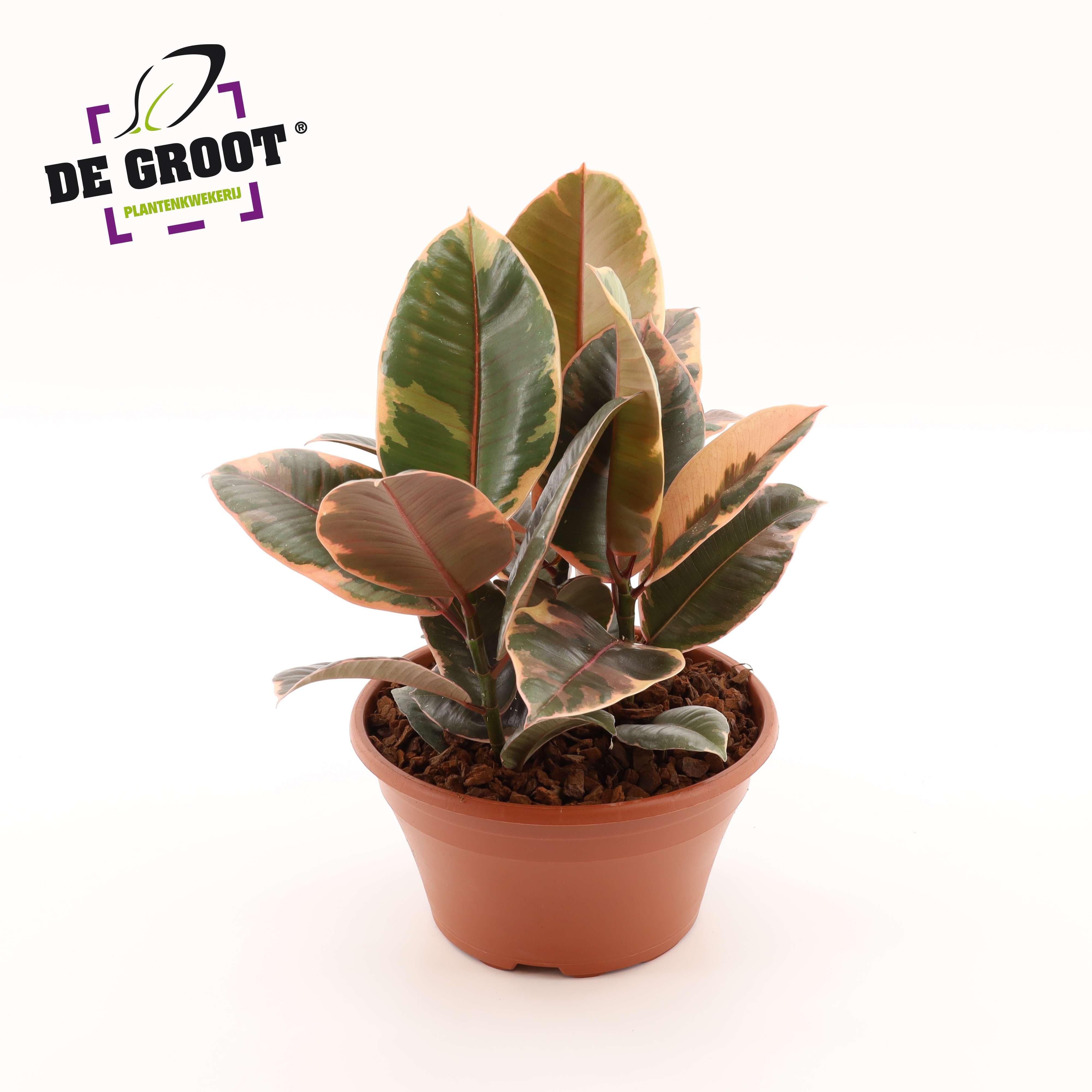 Горшечные цветы и растения оптом Ficus El Belize 3pp Bowl от 2шт из Голландии с доставкой по России