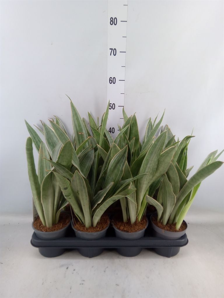 Горшечные цветы и растения оптом Sansevieria Trifa.   ... от 7шт из Голландии с доставкой по России