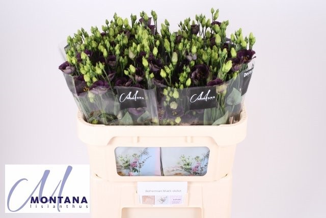 Срезанные цветы оптом Lisianthus si bohemian black violet от 40шт из Голландии с доставкой по России