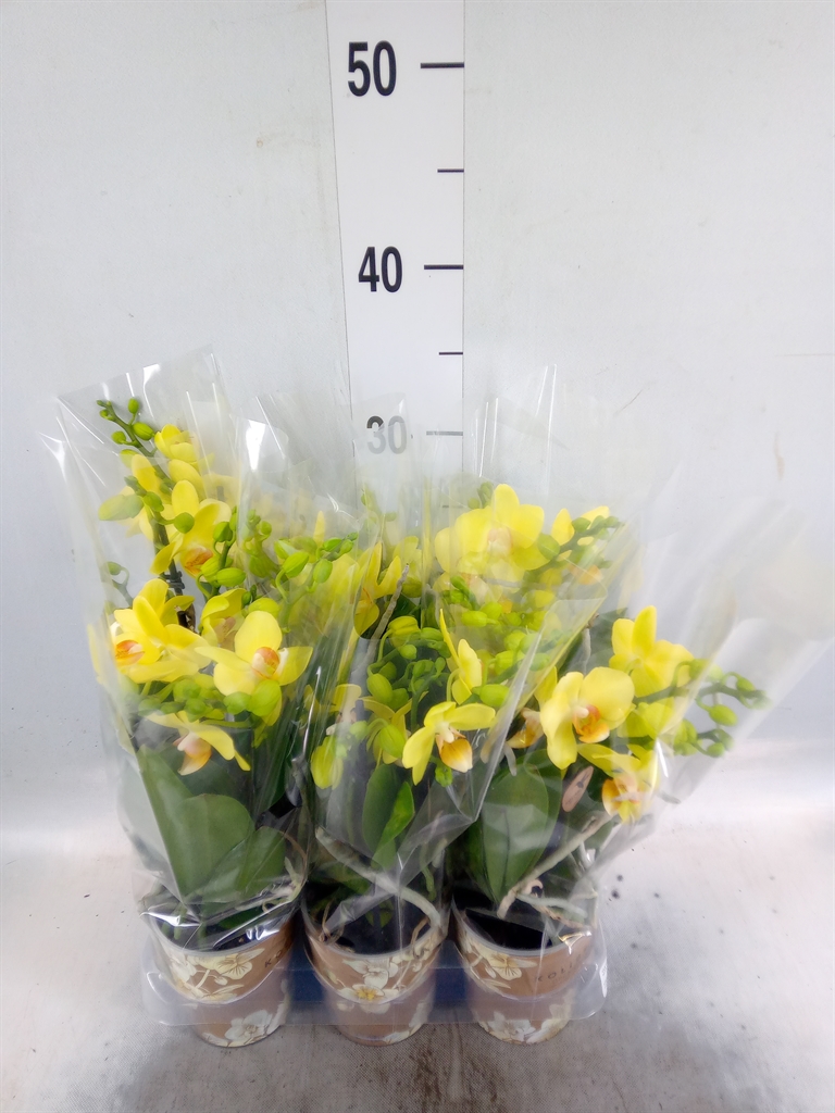Горшечные цветы и растения оптом Phal Multi Yellow (ok) от 6шт (для телеги) из Голландии с доставкой по России