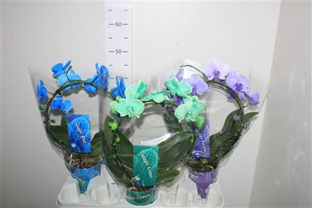 Горшечные цветы и растения оптом Phal Paint 2 Branche 16+ от 3шт из Голландии с доставкой по России