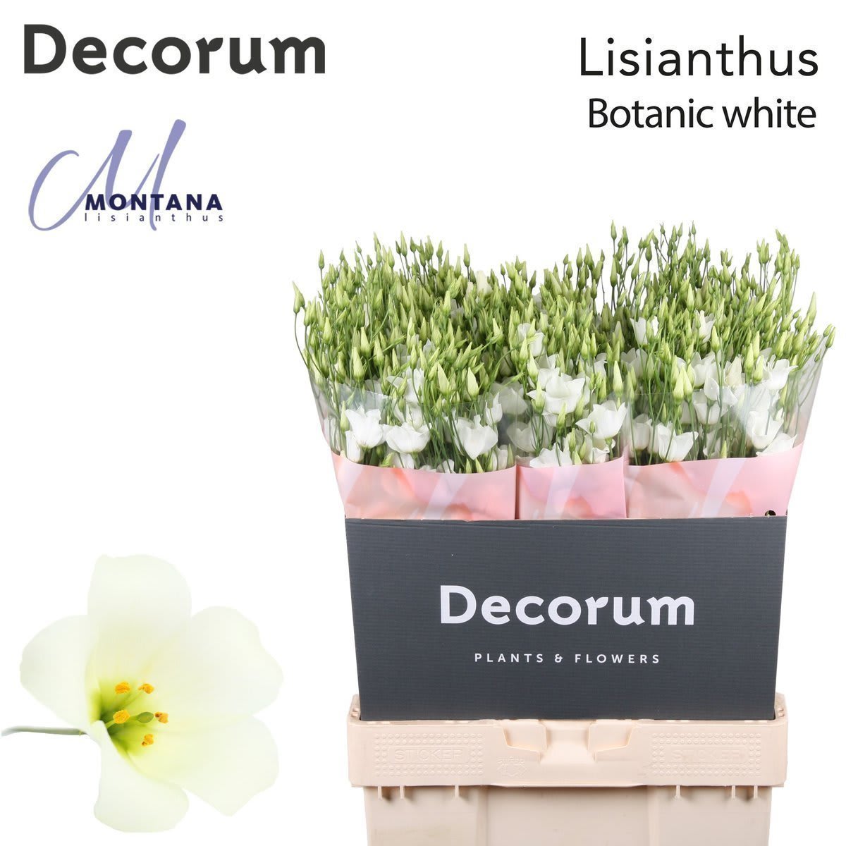Срезанные цветы оптом Lisianthus si botanic white от 40шт. из Голландии с доставкой по России