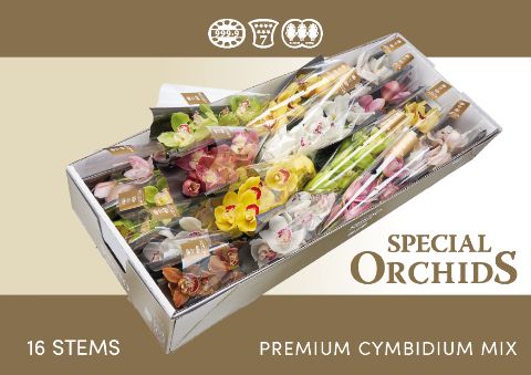 Срезанные цветы оптом Cymbidium mix от 16шт из Голландии с доставкой по России