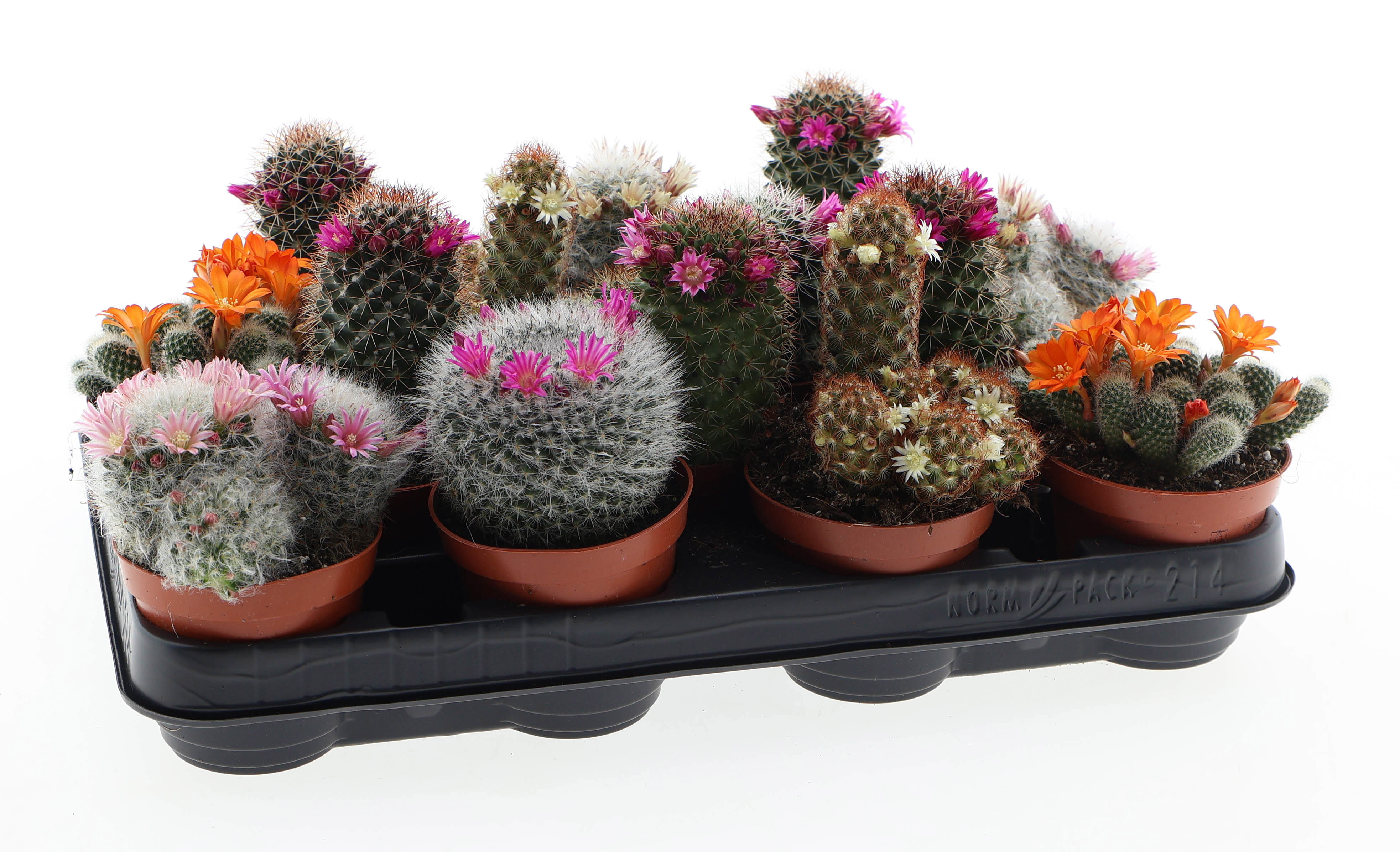 Горшечные цветы и растения оптом Mammillaria Mix Flowering от 14шт (для телеги) из Голландии с доставкой по России