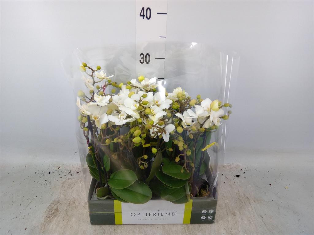 Горшечные цветы и растения оптом Phal 2st Mix 10+ In Ceramic (opti) от 8шт (для телеги) из Голландии с доставкой по России