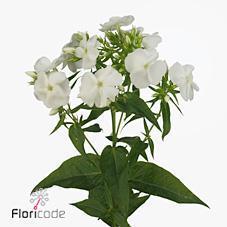 Срезанные цветы оптом Phlox whitecap от 50шт из Голландии с доставкой по России