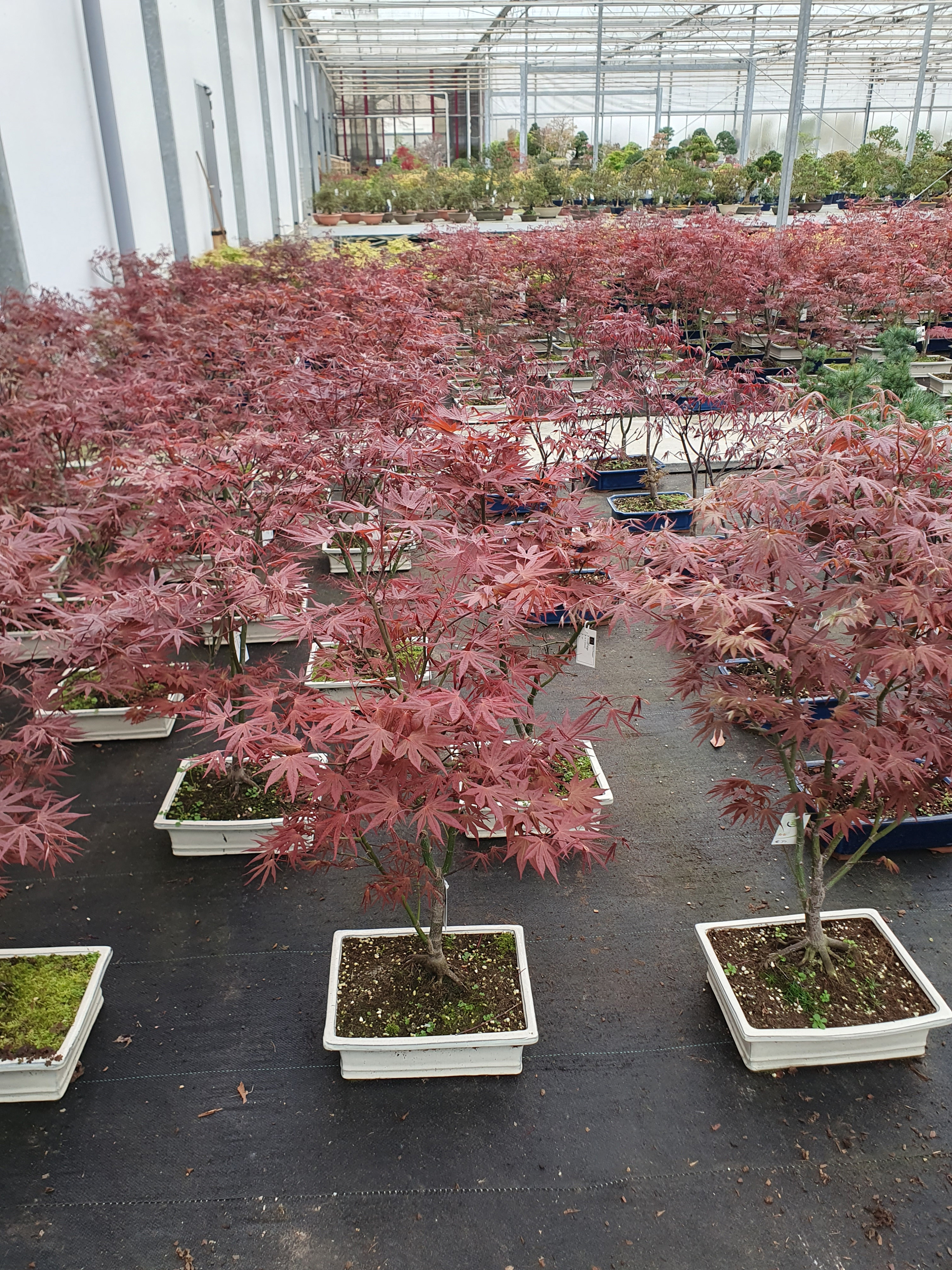 Горшечные цветы и растения оптом Acer Palmatum Atropurpureum от 1шт из Голландии с доставкой по России