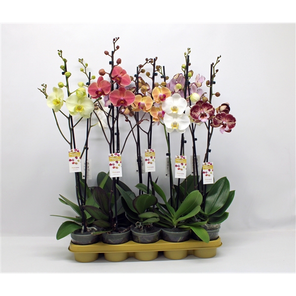 Горшечные цветы и растения оптом Phal 1st Mix 9+ (phalaenova) от 10шт из Голландии с доставкой по России