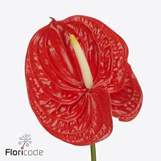 Срезанные цветы оптом Anthurium naranja от 24шт из Голландии с доставкой по России