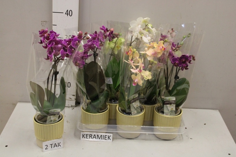 Горшечные цветы и растения оптом Phal Gem от 8шт (для телеги) из Голландии с доставкой по России Горшечные цветы и растения оптом Phal Gem от 8шт (для телеги) из Голландии с доставкой по России