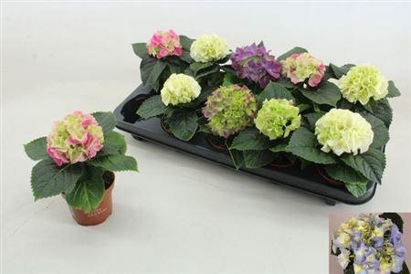 Горшечные цветы и растения оптом Hydrangea Ma Mix 1+ от 10шт (для телеги) из Голландии с доставкой по России