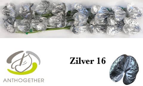 Срезанные цветы оптом Anthurium paint silver от 16шт из Голландии с доставкой по России