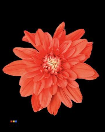 Срезанные цветы оптом Chrys sp paint euro pink от 40шт из Голландии с доставкой по России