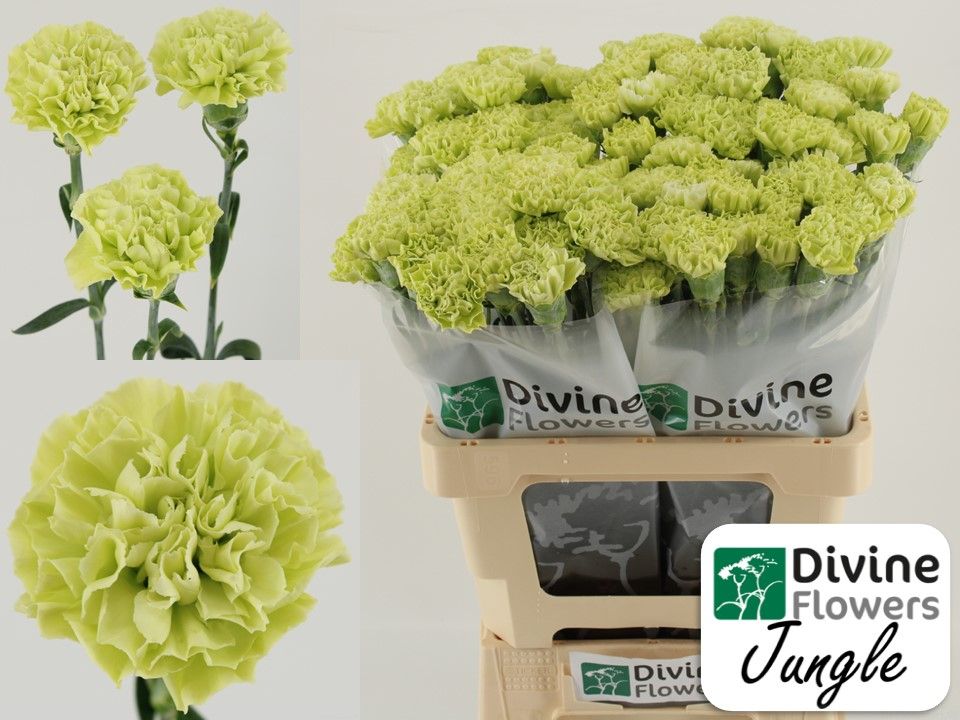 Срезанные цветы оптом Dianthus st jungle от 80шт из Голландии с доставкой по России