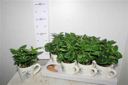 Горшечные цветы и растения оптом Coffea Arabica In Cups от 12шт из Голландии с доставкой по России