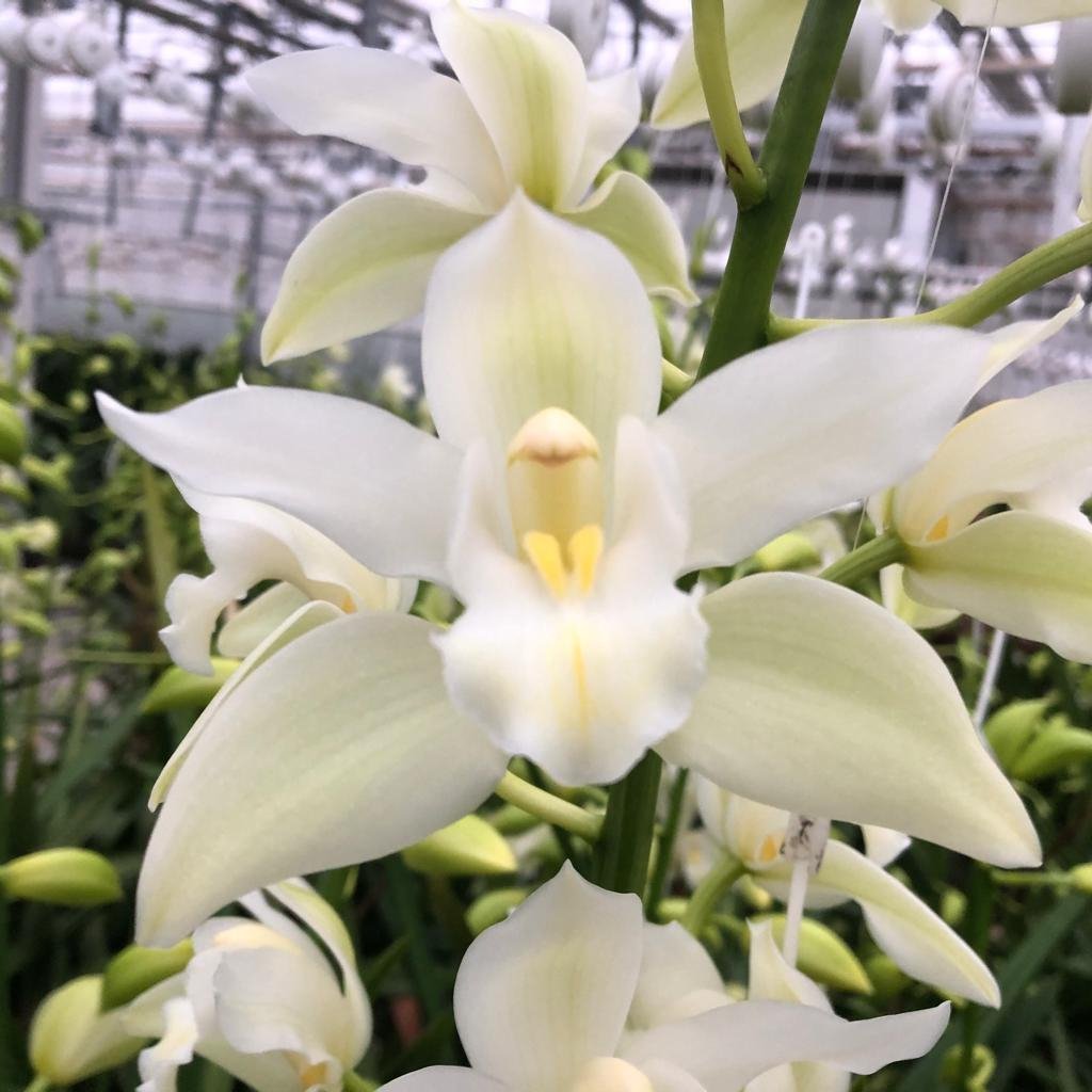 Срезанные цветы оптом Minicymbidium klazina de wit от 8шт из Голландии с доставкой по России