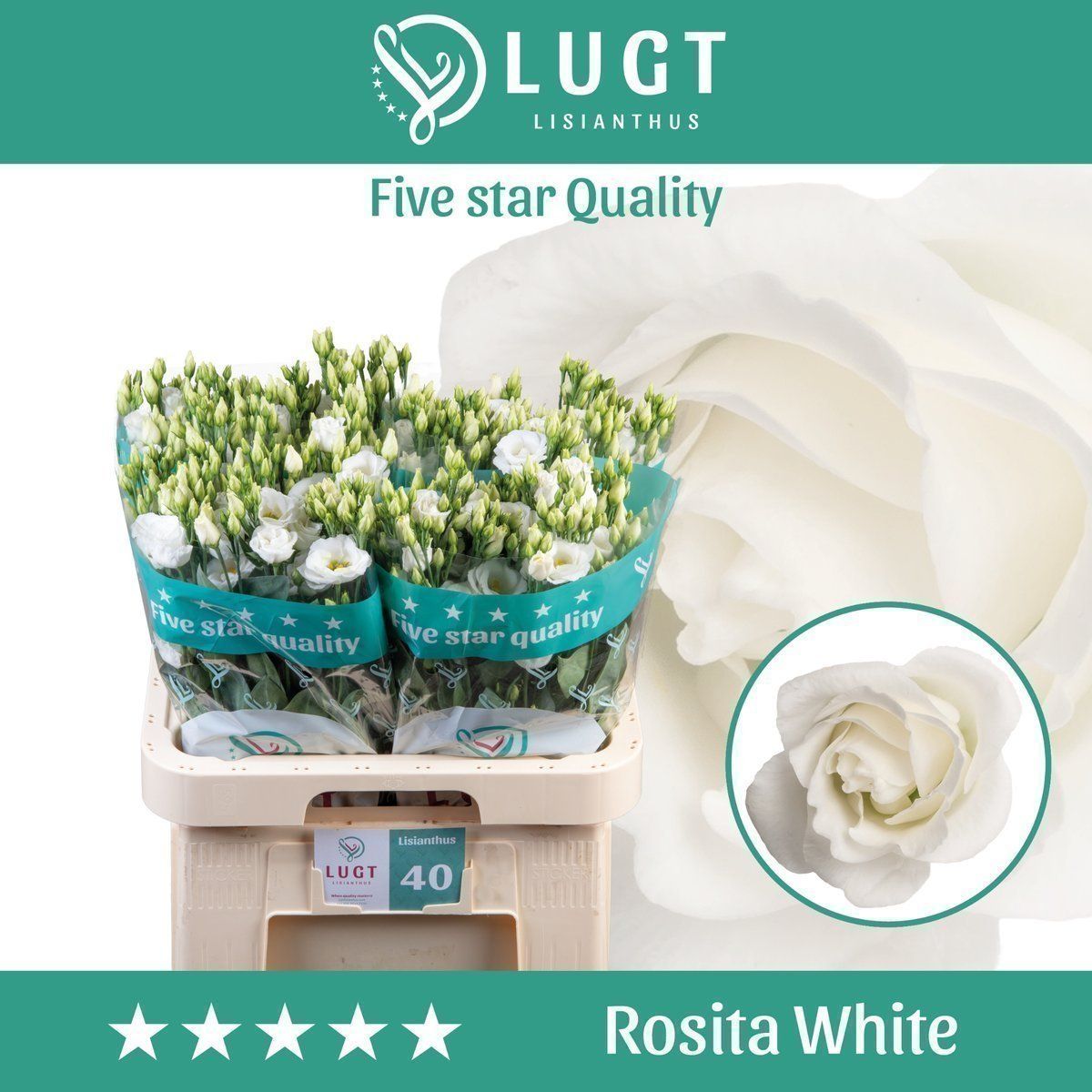 Срезанные цветы оптом Lisianthus do rosita white от 40шт из Голландии с доставкой по России