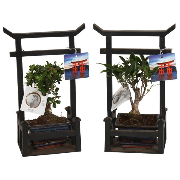 Горшечные цветы и растения оптом Bonsai Mix Pot Ceramic In Black Torii With S от 7шт из Голландии с доставкой по России