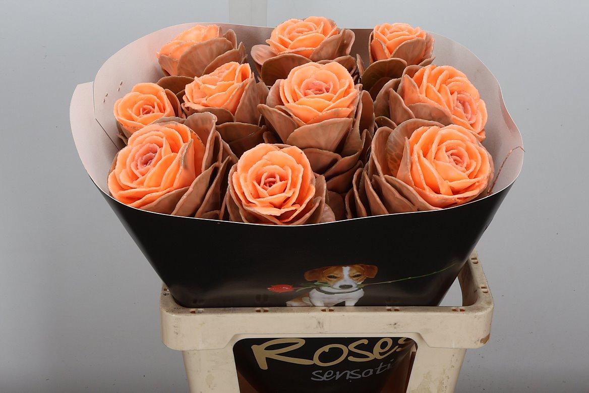 Срезанные цветы оптом Brassica wax versilia от 10шт из Голландии с доставкой по России