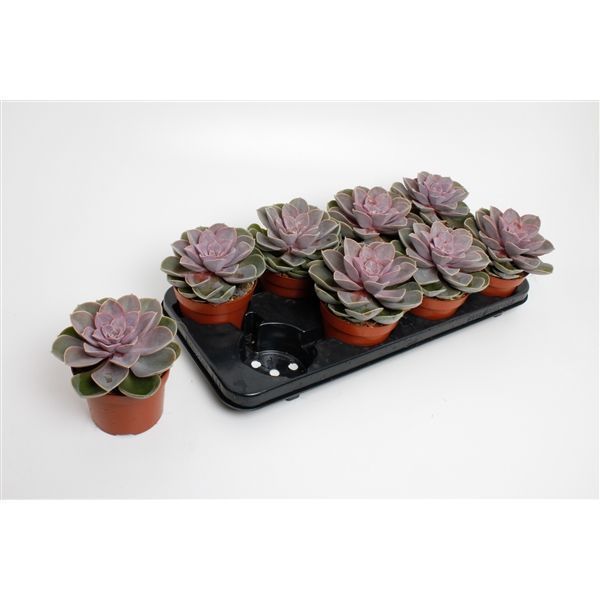 Горшечные цветы и растения оптом Echeveria Perle Von Nurnberg от 6шт из Голландии с доставкой по России