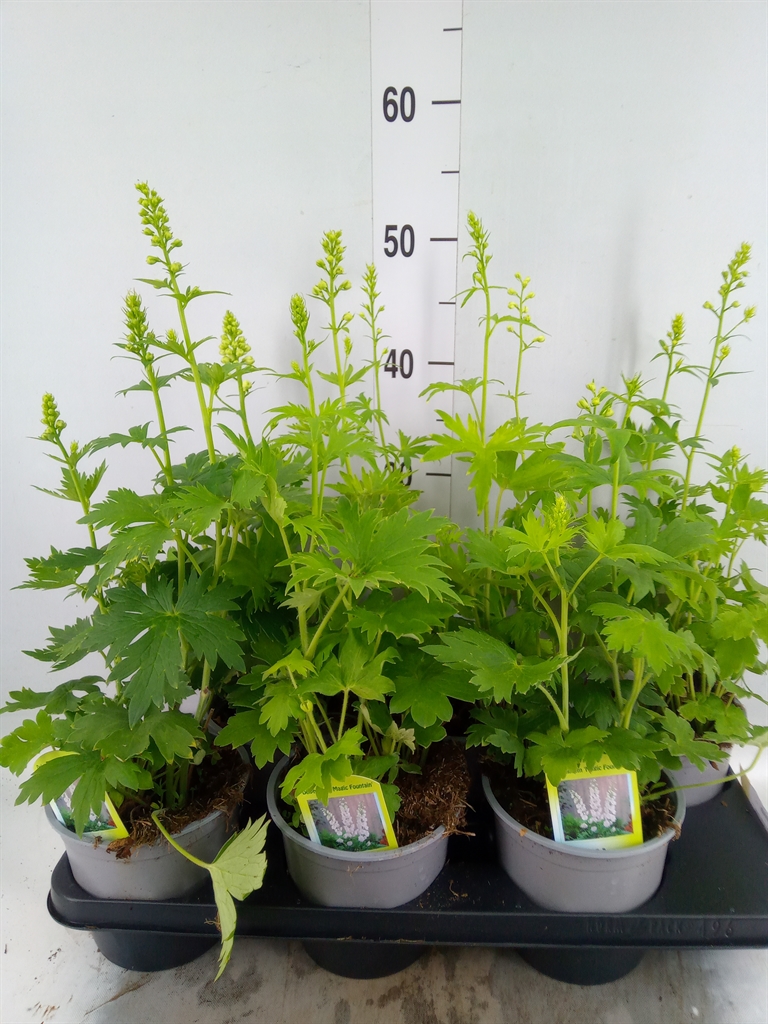 Горшечные цветы и растения оптом Delphinium   ... от 6шт из Голландии с доставкой по России