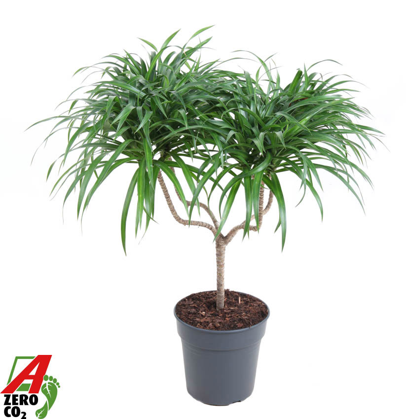 Горшечные цветы и растения оптом Drac Anita Varriegata Candle от 1шт из Голландии с доставкой по России