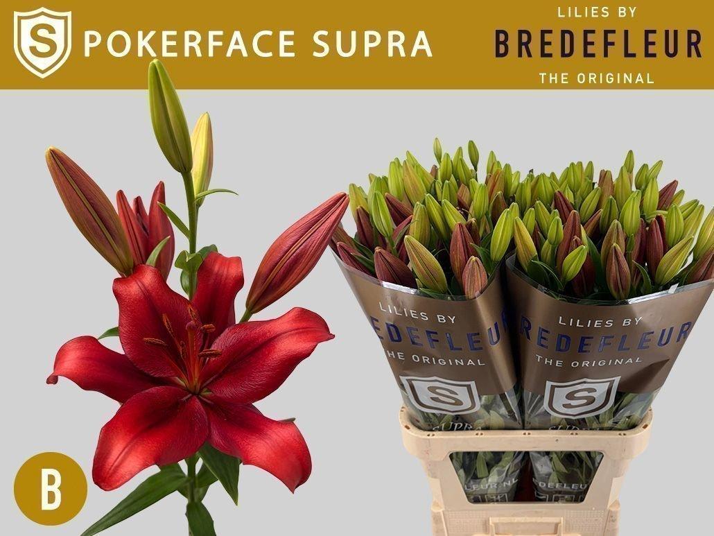 Срезанные цветы оптом Lilium la pokerface от 50шт из Голландии с доставкой по России