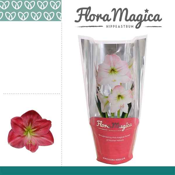 Горшечные цветы и растения оптом Hipp Sweet Pink 2pp Op Flora Magica Sleeve от 8шт из Голландии с доставкой по России
