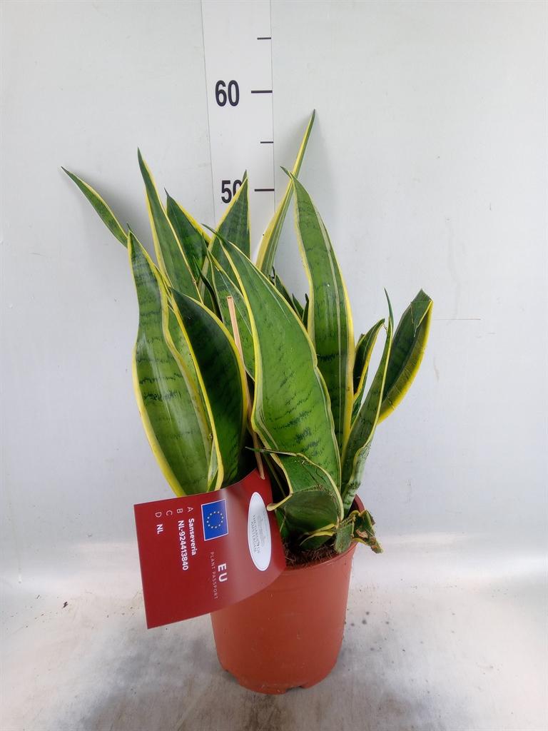 Горшечные цветы и растения оптом Sansevieria   ... от 1шт из Голландии с доставкой по России