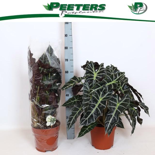 Горшечные цветы и растения оптом Aloc X Amazonica от 1шт (для телеги) из Голландии с доставкой по России