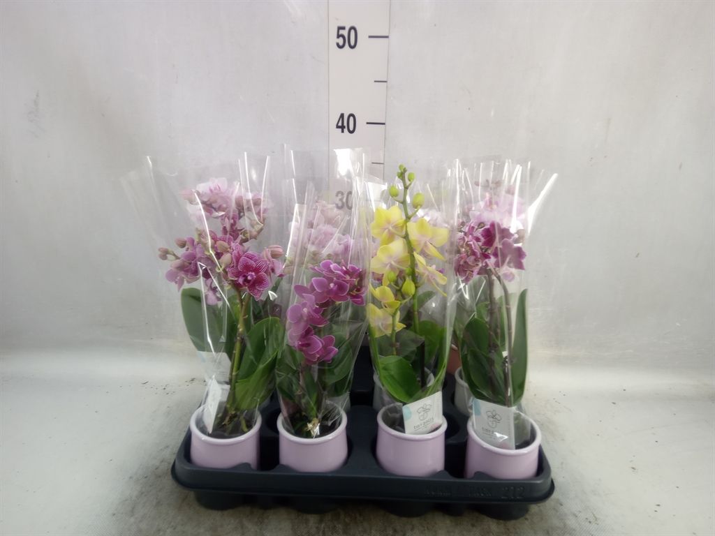 Горшечные цветы и растения оптом Phalaenopsis   ...mini от 12шт из Голландии с доставкой по России